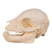 Real Domestic Pig Skull - Juvenile