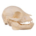 Real Domestic Pig Skull - Juvenile