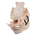 Real Kunekune Pig Skull