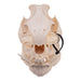 Real Kunekune Pig Skull