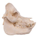 Real Kunekune Pig Skull