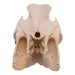 Real Kunekune Pig Skull