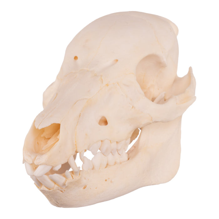 Real Domestic Pig Skull - Adolescent