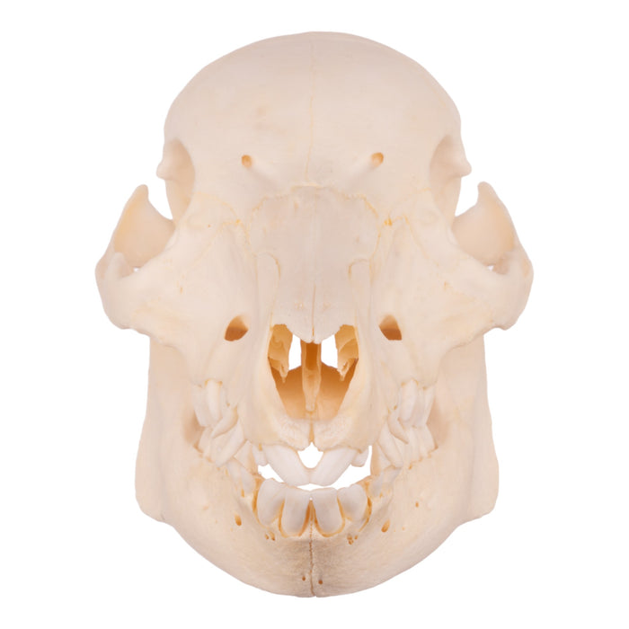 Real Domestic Pig Skull - Adolescent