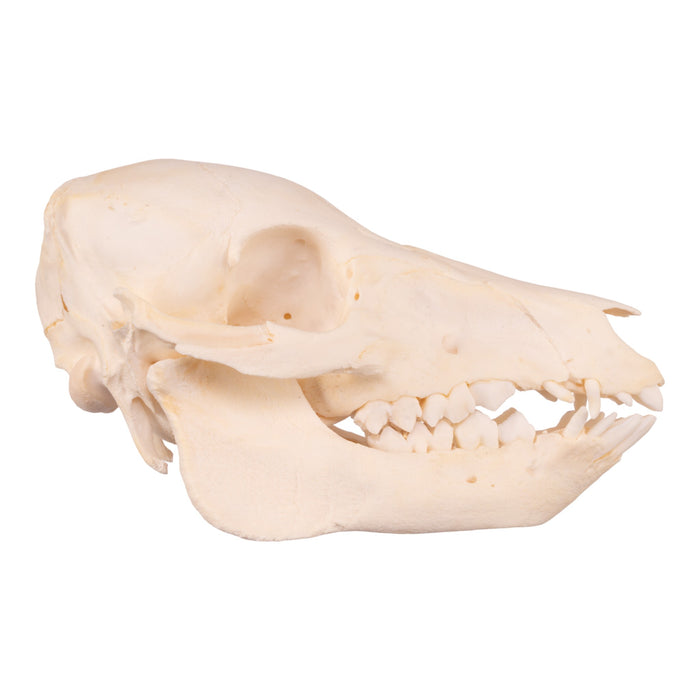 Real Domestic Pig Skull - Adolescent