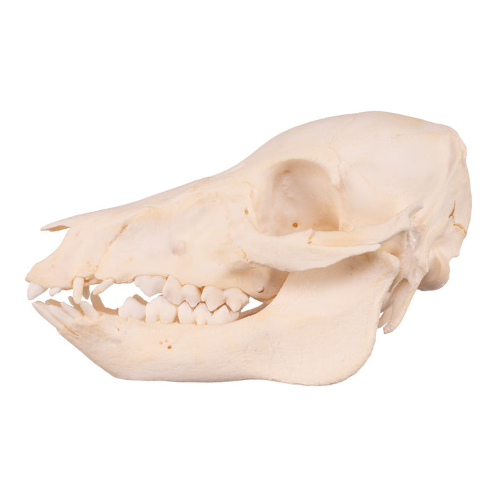 Real Domestic Pig Skull - Adolescent