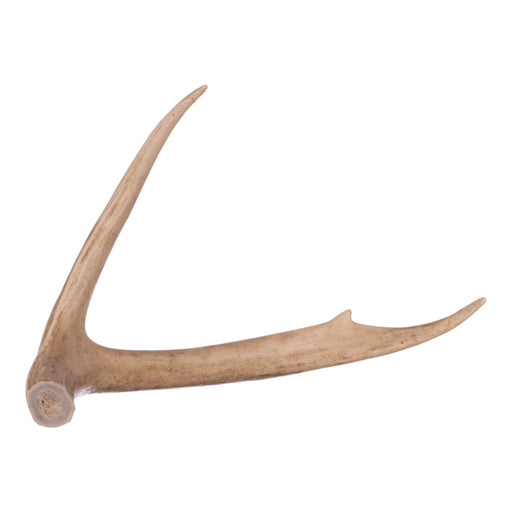 Real White-tailed Deer Antler