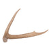 Real White-tailed Deer Antler