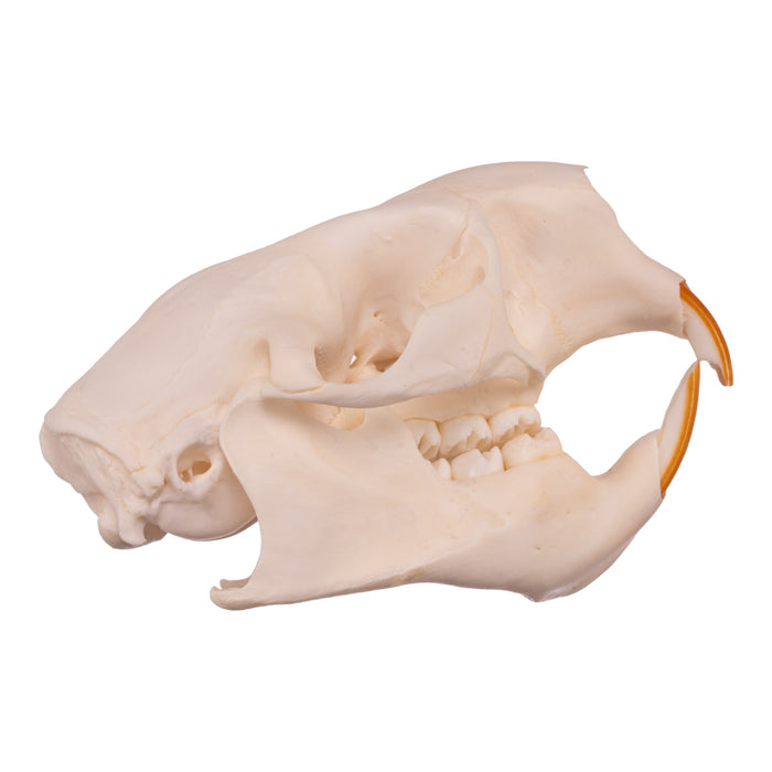 Real American Porcupine Skull - Juvenile