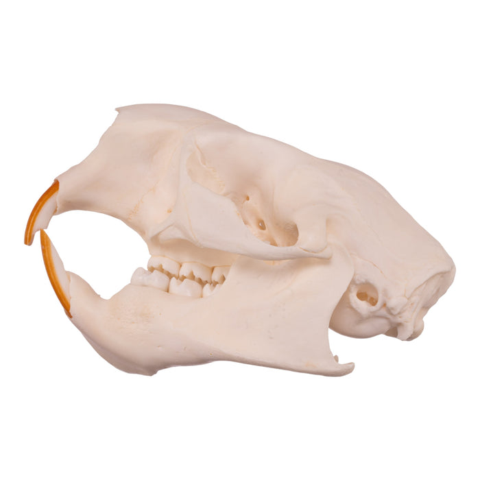 Real American Porcupine Skull - Juvenile