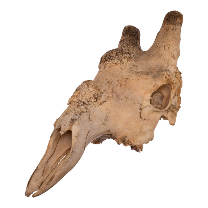 Real Southern Giraffe Skull - Male, No Mandible