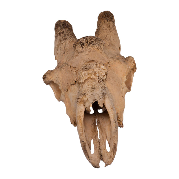 Real Southern Giraffe Skull - Male, No Mandible