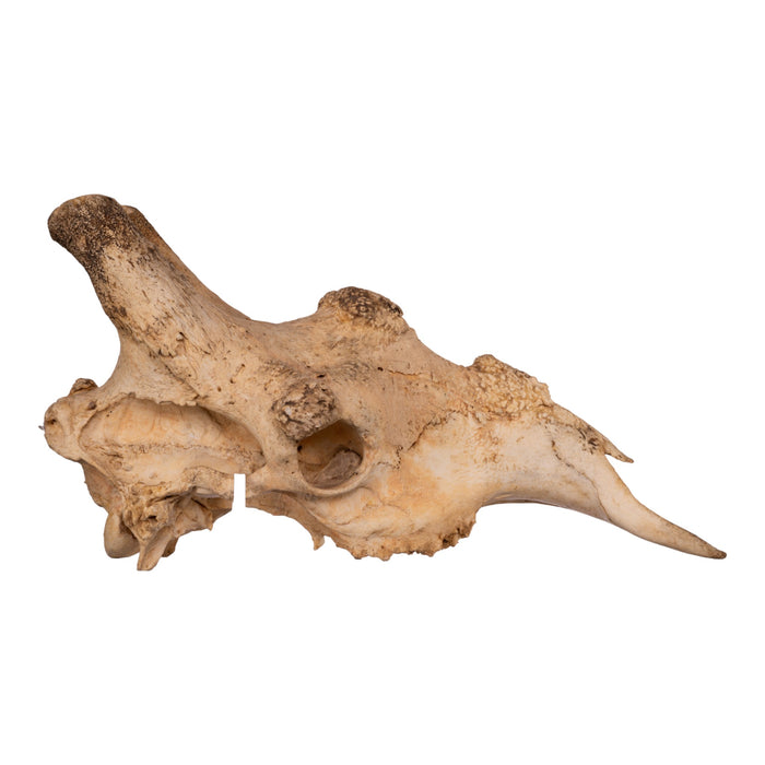 Real Southern Giraffe Skull - Male, No Mandible