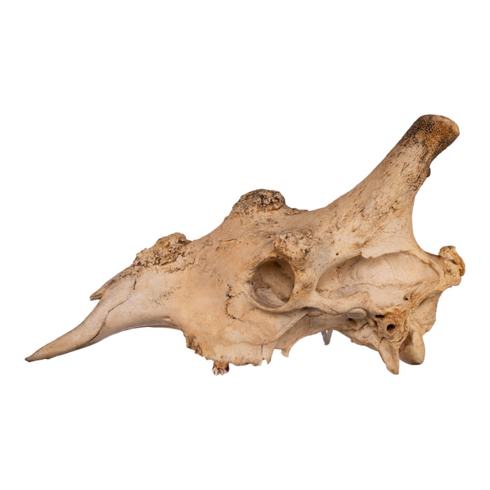 Real Southern Giraffe Skull - Male, No Mandible