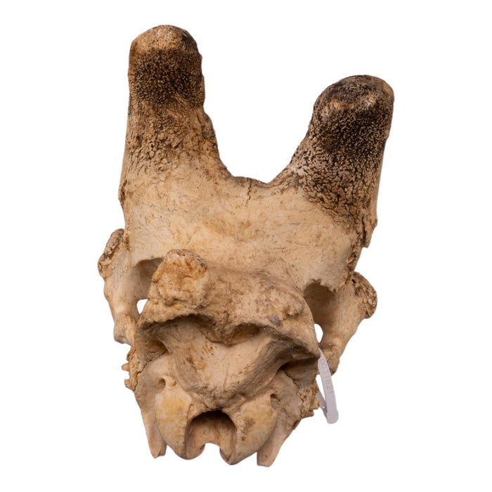 Real Southern Giraffe Skull - Male, No Mandible