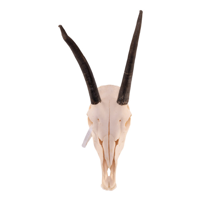 Real Gemsbok Skull with Jaw - Juvenile