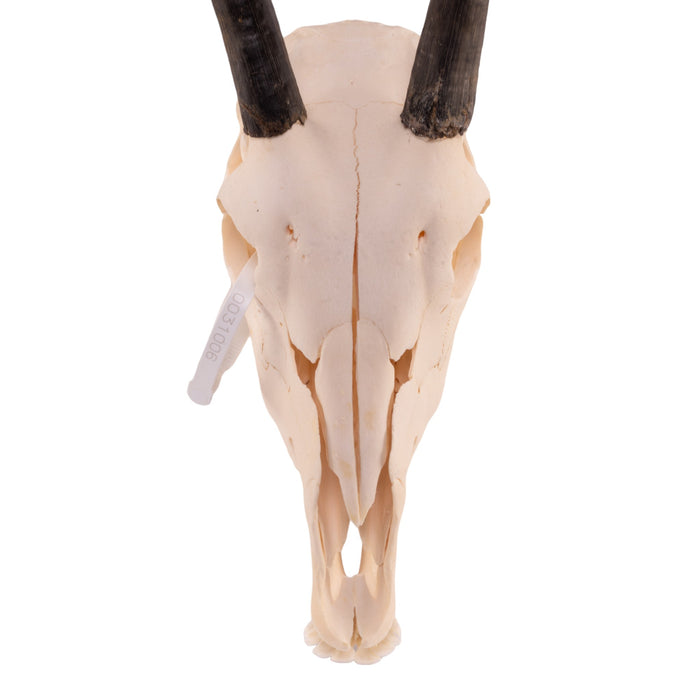 Real Gemsbok Skull with Jaw - Juvenile