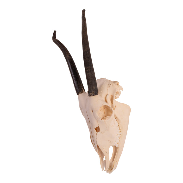 Real Gemsbok Skull with Jaw - Juvenile