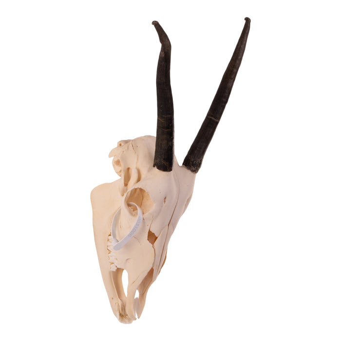 Real Gemsbok Skull with Jaw - Juvenile