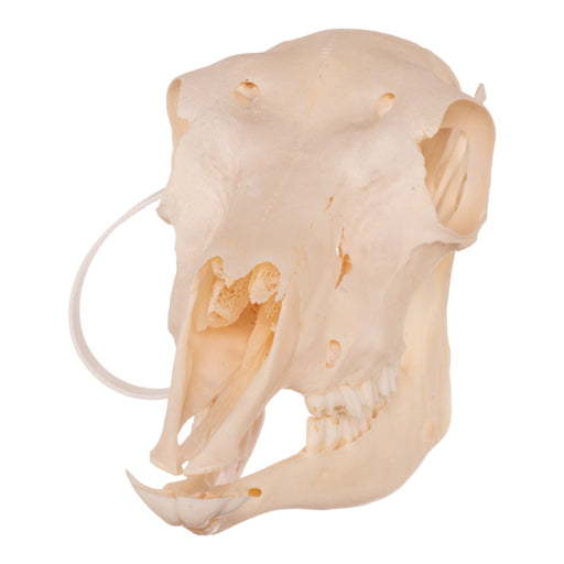 Real Blackbuck Skull - Female