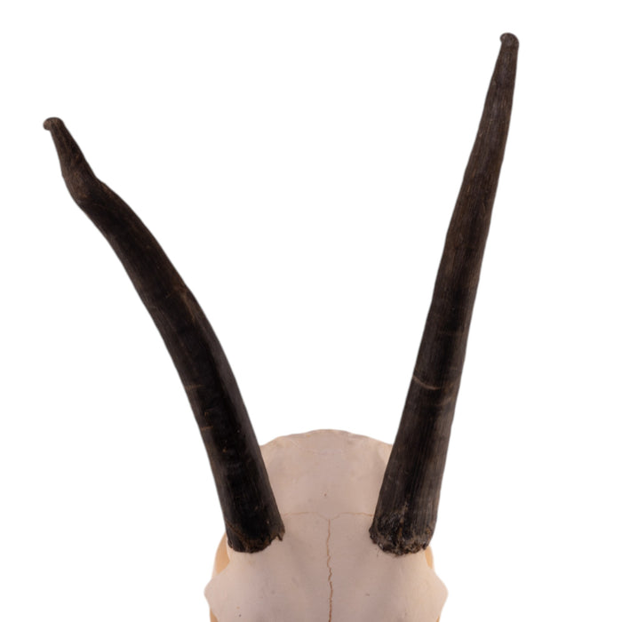 Real Gemsbok Skull with Jaw - Juvenile