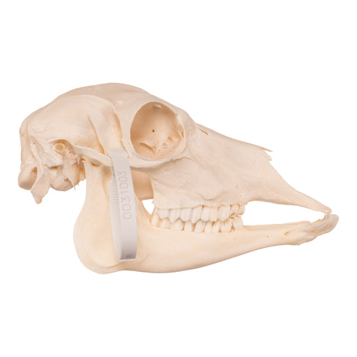 Real Blackbuck Skull - Female