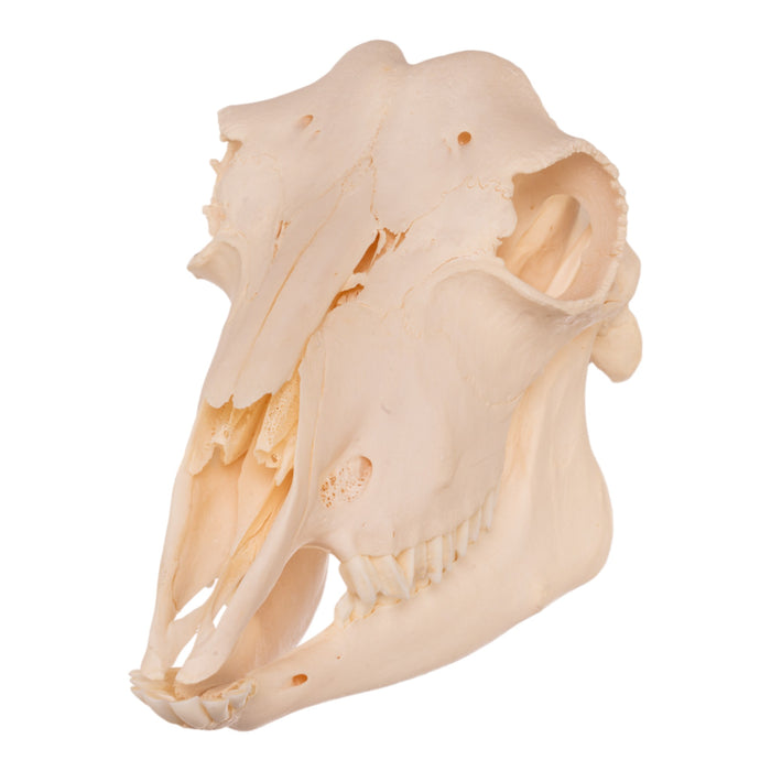 Real Polled Goat Skull