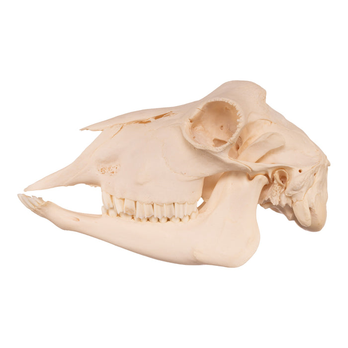 Real Polled Goat Skull