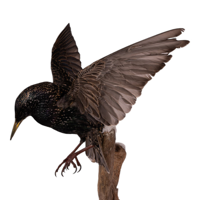 Real Starling Full Body Mount by Jaron Villemarette