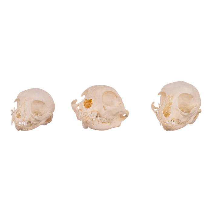 Real Bag-O-Domestic Cat Skulls