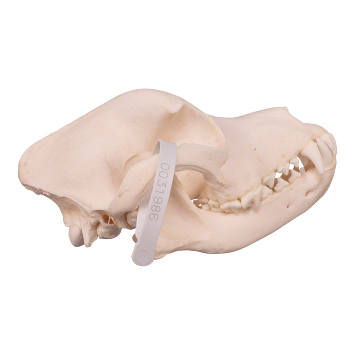 Real Domestic Dog Skull - Rottweiler