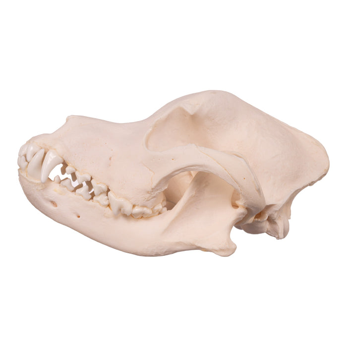 Real Domestic Dog Skull - Rottweiler