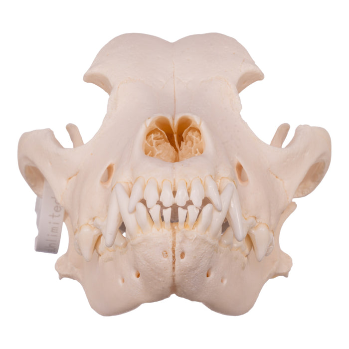 Real Domestic Dog Skull - Rottweiler