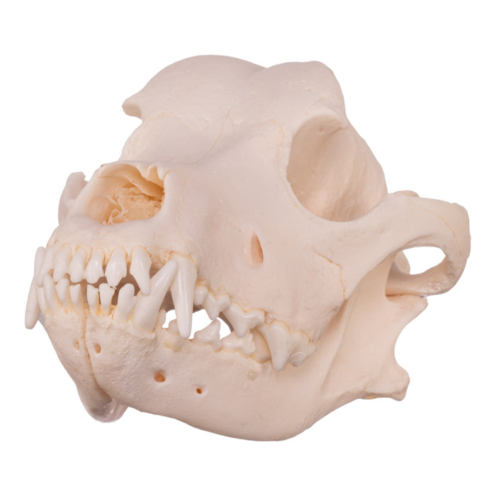 Real Domestic Dog Skull - Rottweiler