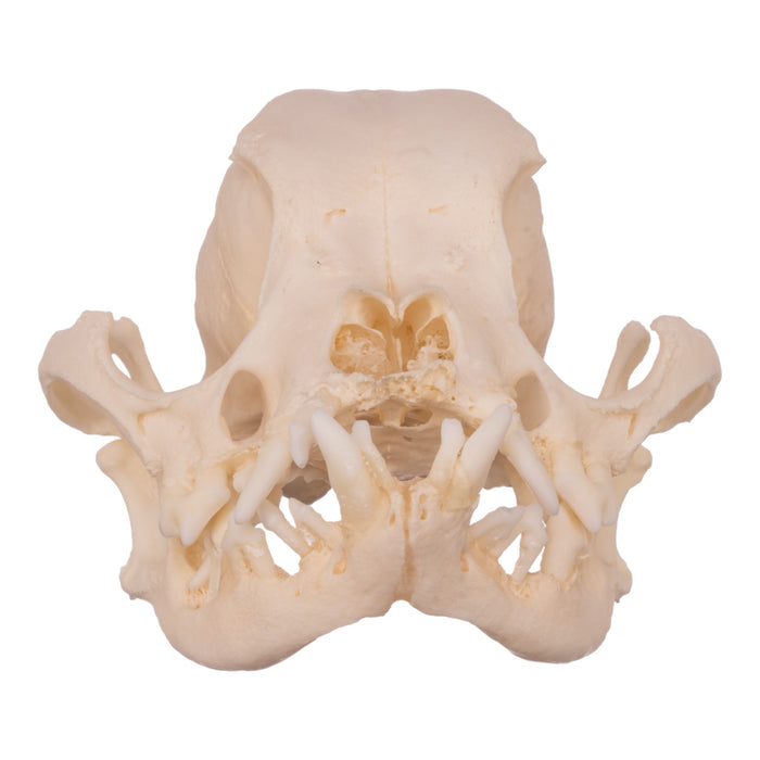 Real Domestic Dog Skull - Boston Terrier (Periodontal)