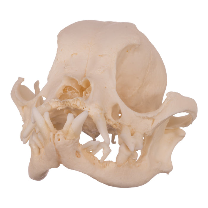 Real Domestic Dog Skull - Boston Terrier (Periodontal)