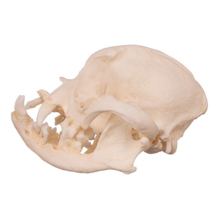 Real Domestic Dog Skull - Boston Terrier (Periodontal)