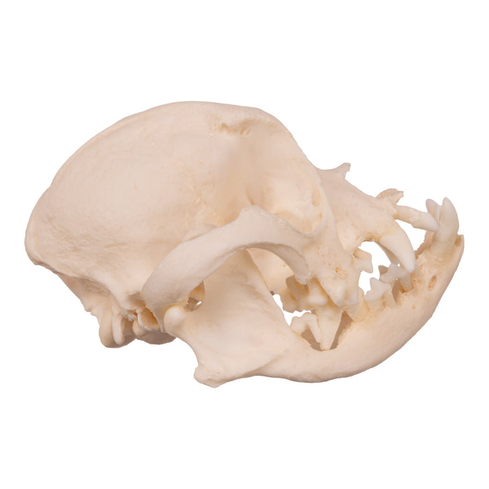 Real Domestic Dog Skull - Boston Terrier (Periodontal)