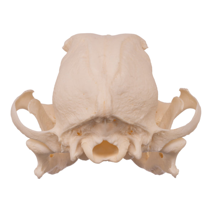 Real Domestic Dog Skull - Boston Terrier (Periodontal)