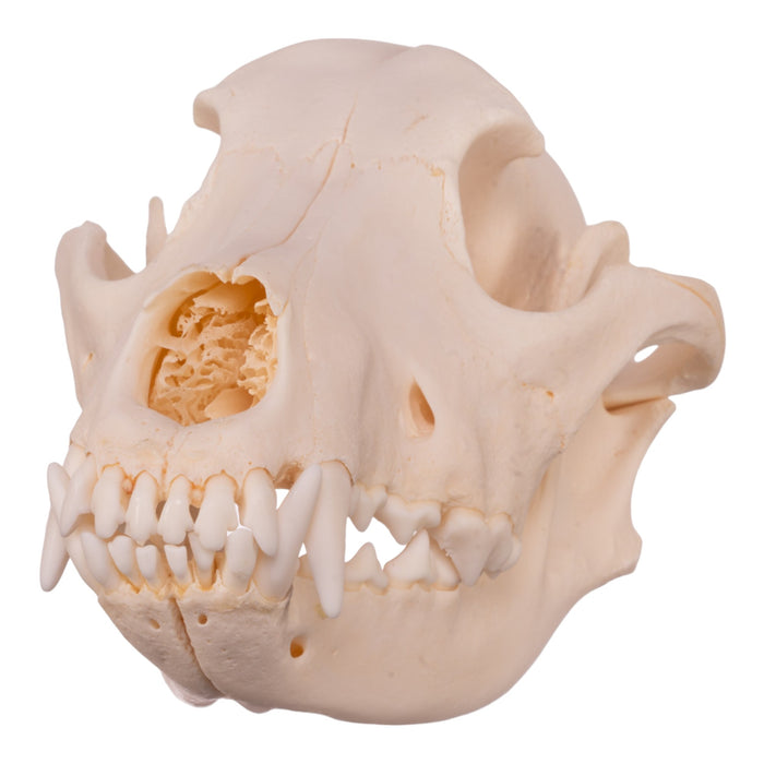 Real Domestic Dog Skull - Alaskan Malamute