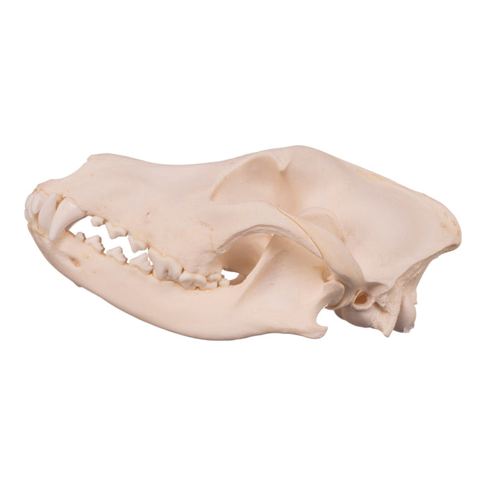 Real Domestic Dog Skull - Alaskan Malamute