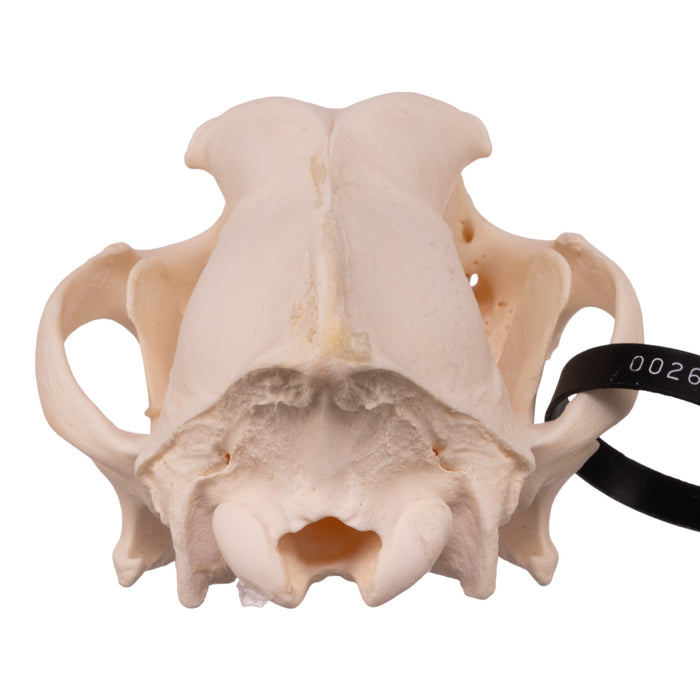 Real Domestic Dog Skull - Alaskan Malamute