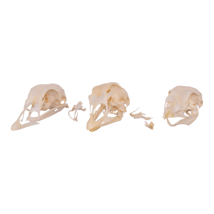 Real Bag-O-Turkey Skulls