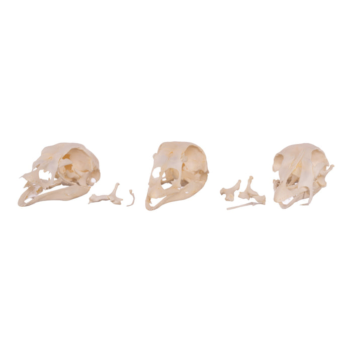 Real Bag-O-Turkey Skulls