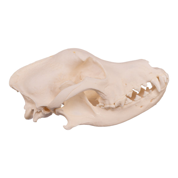 Real Domestic Dog Skull - Newfoundland