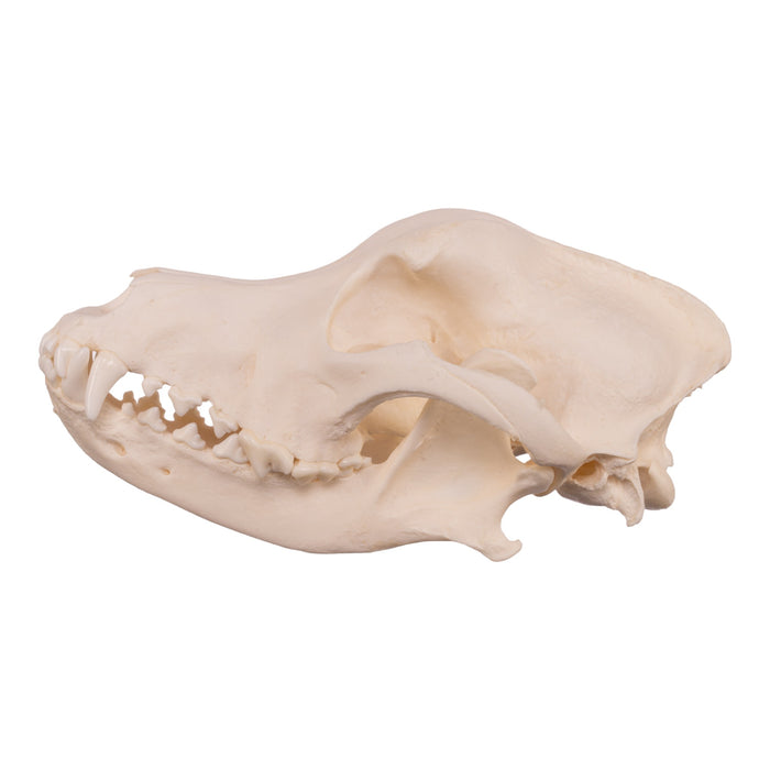 Real Domestic Dog Skull - Newfoundland