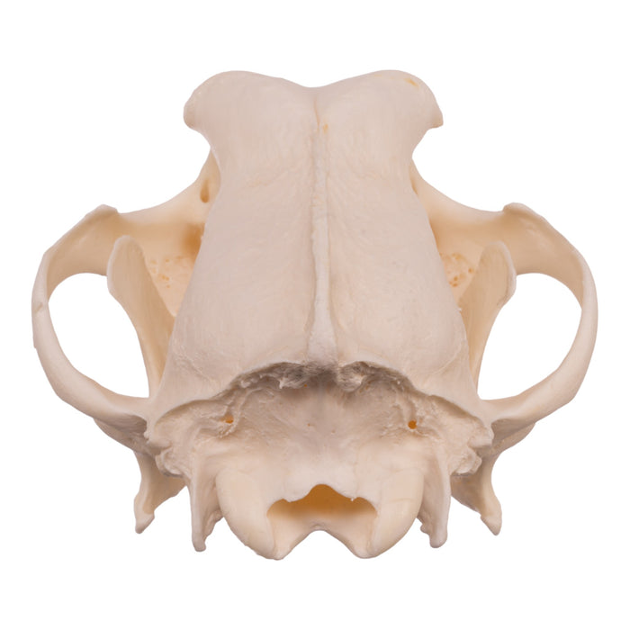 Real Domestic Dog Skull - Newfoundland