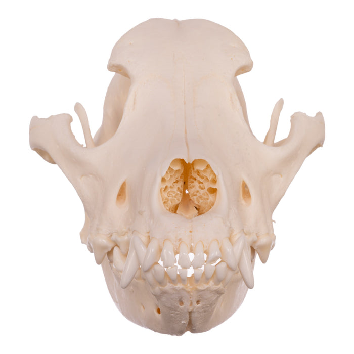 Real Domestic Dog Skull - Newfoundland