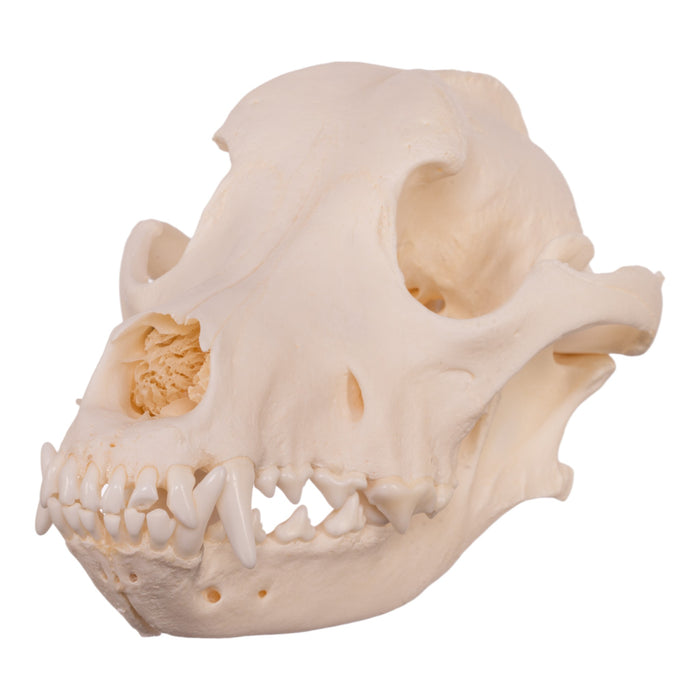 Real Domestic Dog Skull - Newfoundland