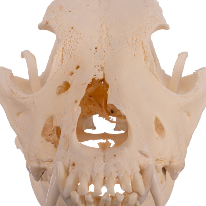 Real Domestic Dog Skull - Pathology